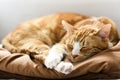 A young cat sleeping on a couch at home, sweet and beautiful. Royalty Free Stock Photo