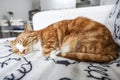 A young cat sleeping on a couch at home, sweet and beautiful. Royalty Free Stock Photo