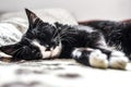 A young cat sleeping on a couch at home, sweet and beautiful. Royalty Free Stock Photo