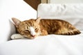 A young cat sleeping on a couch at home, sweet and beautiful. Royalty Free Stock Photo