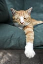 A young cat sleeping on a couch at home, sweet and beautiful. Royalty Free Stock Photo