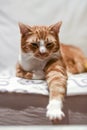 A young cat sleeping on a couch at home, sweet and beautiful. Royalty Free Stock Photo