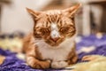 A young cat sleeping on a couch at home, sweet and beautiful. Royalty Free Stock Photo