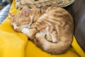 A young cat sleeping on a couch at home, sweet and beautiful. Royalty Free Stock Photo