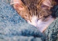 Young cat sleeping Royalty Free Stock Photo