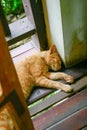 A young cat is sleeping yellow relaxing in one corner of the room. Royalty Free Stock Photo