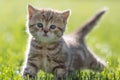 Young cat standing in green grass Royalty Free Stock Photo