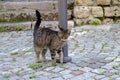 Young cat of tabby color nestled against metal pole, concept of survival of maintenance of four-legged pets, abandoned animals in