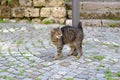 Young cat of tabby color nestled against metal pole, concept of survival of maintenance of four-legged pets, abandoned animals in