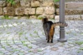 Young cat of tabby color nestled against metal pole, concept of survival of maintenance of four-legged pets, abandoned animals in