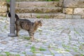 young cat of tabby color nestled against metal pole, concept of survival of maintenance of four-legged pets, abandoned animals in