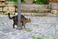 young cat of tabby color nestled against metal pole, concept of survival of maintenance of four-legged pets, abandoned animals in