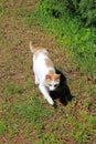 Young cat takes a first springtimes walk around the house, surroundings of Zagreb, Croatia Royalty Free Stock Photo