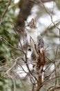 Young cat with tiger pattern fur on a green grass Royalty Free Stock Photo
