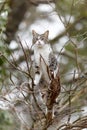Young cat with tiger pattern fur on a green grass Royalty Free Stock Photo