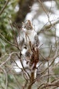 Young cat with tiger pattern fur on a green grass Royalty Free Stock Photo