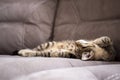 Young cat with tiger pattern fur sleeping on a couch. Total relaxation concept. Healthy sleep Royalty Free Stock Photo
