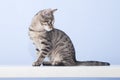 Young cat turn around and look back Royalty Free Stock Photo