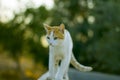 Young cat walking