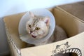 Young cat wears plastic collar to prevent licking, sleepy tabby It sits in a cardboard box, Poor Sick Cat is tired of wearing a