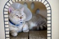 Young cat wears plastic collar to prevent licking, sleepy tabby It sleeps in a cardboard box, Poor Sick Cat is tired of wearing a