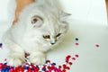 Young cat on a white background