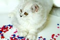 Young cat on a white background Royalty Free Stock Photo