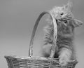 Young cat in a wicker basket on a black and white photo Royalty Free Stock Photo