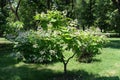 Young catalpa tree in full bloom in June Royalty Free Stock Photo