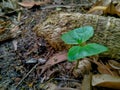 Young catappa Seedling With Two Leaves Growing Among Large Tree Roots Royalty Free Stock Photo
