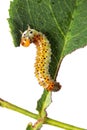 Young Caterpillar feeding on rose plant leaf Royalty Free Stock Photo