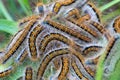 Young caterpillars in the nest