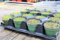 Young catgrass sprouting in green pots in a greenhouse