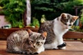 Young cats sitting on a table Royalty Free Stock Photo