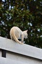 Cat, animal, cats surveyed around the house