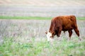 Young cattle on green meadow Royalty Free Stock Photo