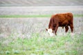 Young cattle on green meadow Royalty Free Stock Photo