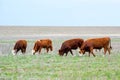 Young cattle on green meadow Royalty Free Stock Photo