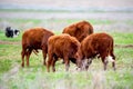 Young cattle on green meadow Royalty Free Stock Photo