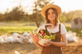 Young Caucasian beautiful female farmer in straw hat holding basket with fresh organic vegetables at sunset. Vegetarian Royalty Free Stock Photo