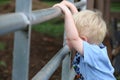 Young caucasian boy looking through the farm gate into the pasture Royalty Free Stock Photo