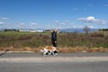 Young caucasian boy walks with his white and brown dog, mountains, blue sky and clouds on the background. Dog walking together wit Royalty Free Stock Photo