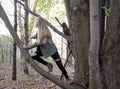 Young Caucasian girl climbing tree branch