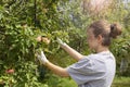 Young Caucasian girl picking an apple from a tree. Autumn harvest in the garden Royalty Free Stock Photo