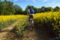 Young caucasian man biking through a field of rapeseeds Royalty Free Stock Photo