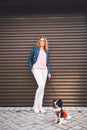 A young Caucasian red-haired woman stands near a city embossed wall with her pet dog, a Chihuahua breed. Walk with a funny dog in Royalty Free Stock Photo