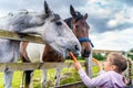 Young, Caucasian White, girl watching and feeding horses with carrots on the farm Royalty Free Stock Photo