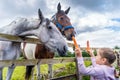 Young, Caucasian White, girl watching and feeding horses with carrots on the farm Royalty Free Stock Photo