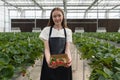 Young caucasian woman in apron tenderly holds box of ripe, red strawberries in the nurturing atmosphere of a lush greenhouse Royalty Free Stock Photo