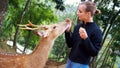 Young caucasian woman feeds a sika deer in the countryside